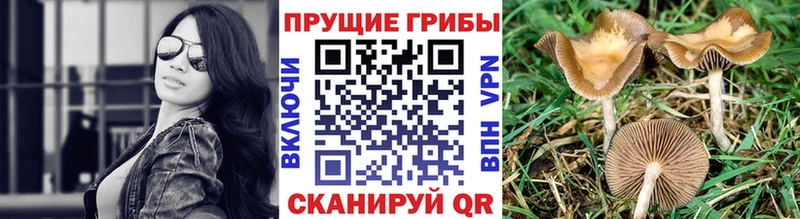 Псилоцибиновые грибы мухоморы  где найти наркотики  Бузулук 